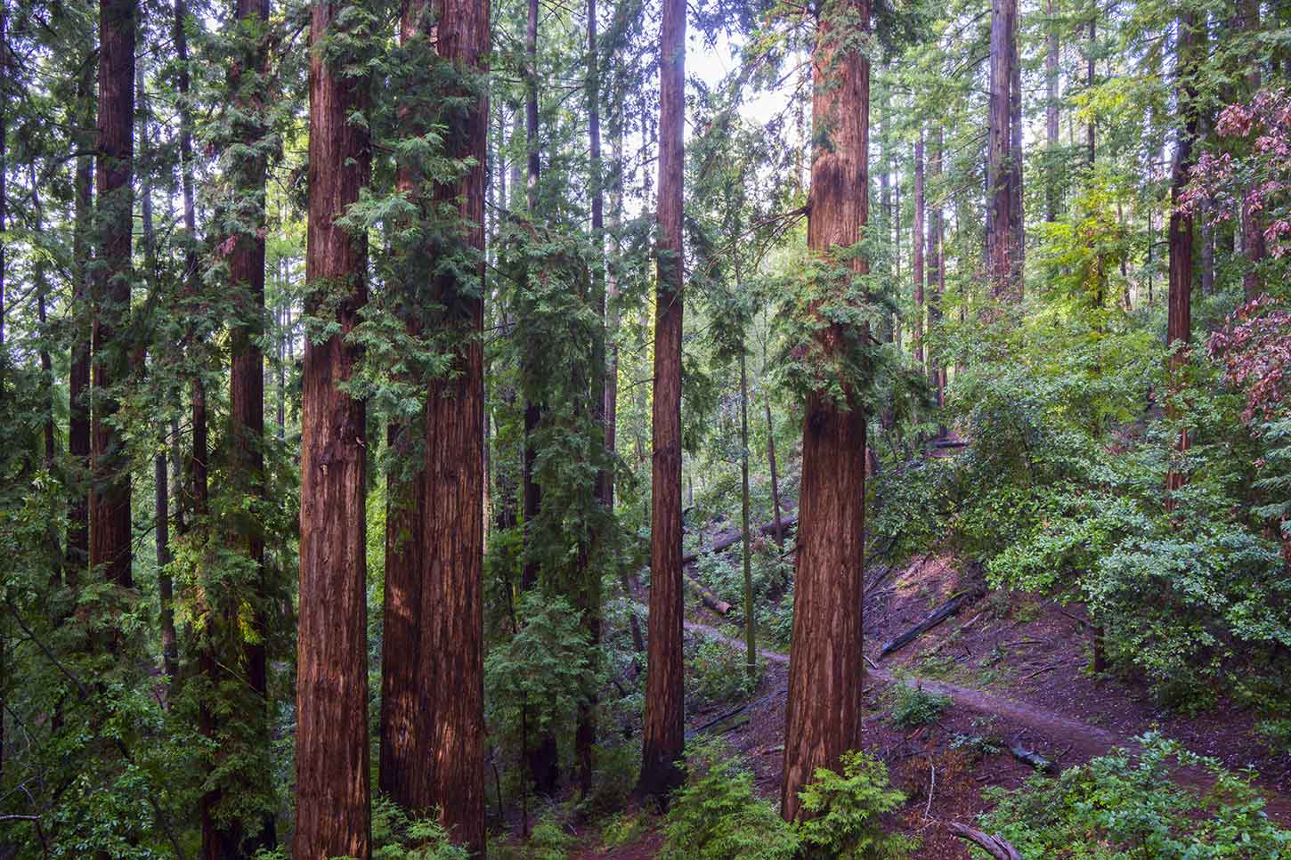 Trilha do pôr-do-sol, Big Basin Redwoods State Park