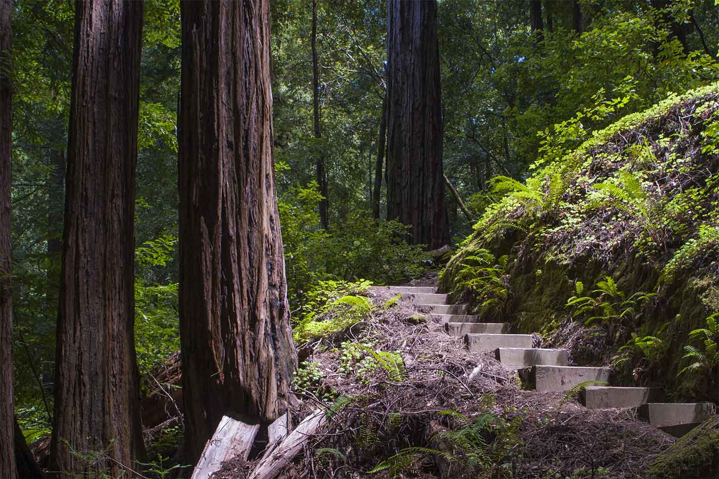 Lépések a Skyline-to-the-Sea Trail-en, Big Basin Redwoods State Park