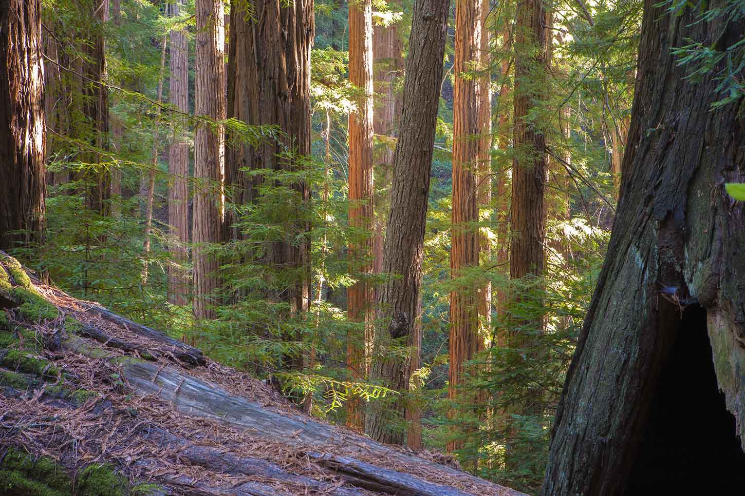 Coucher du soleil sur le sentier Skyline-to-the-Sea, Big Basin Redwoods State Park