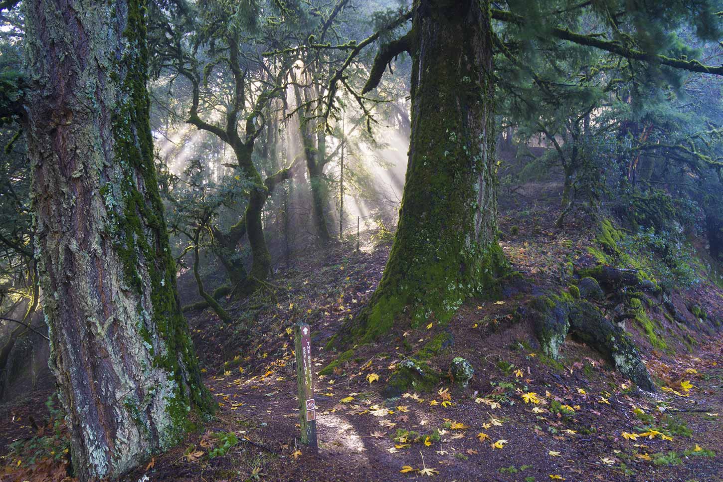 The Skyline-to-the-Sea Trail at the first crossing of Big Basin Way