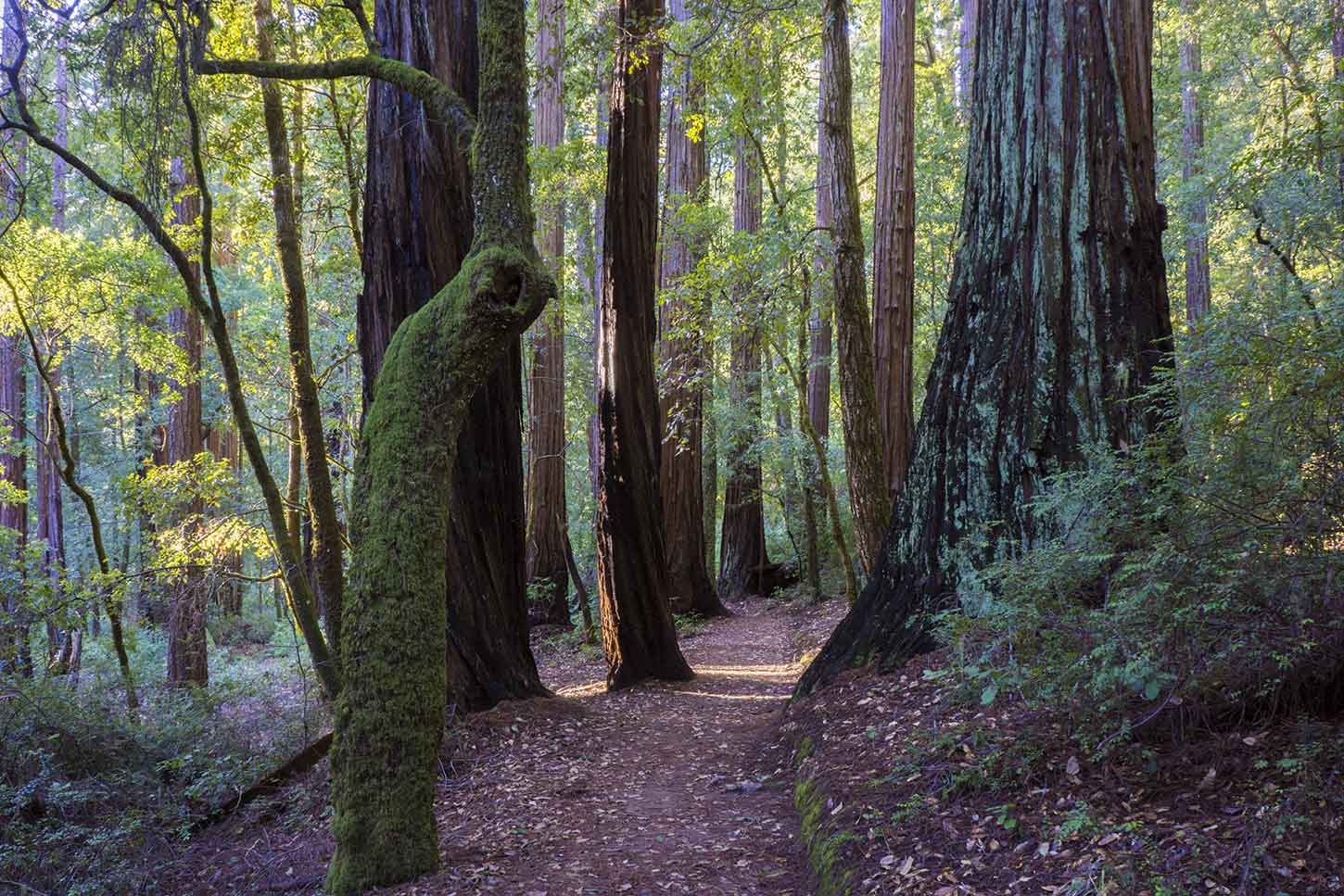 The Sequoia Trail, Big Basin Redwoods State Park