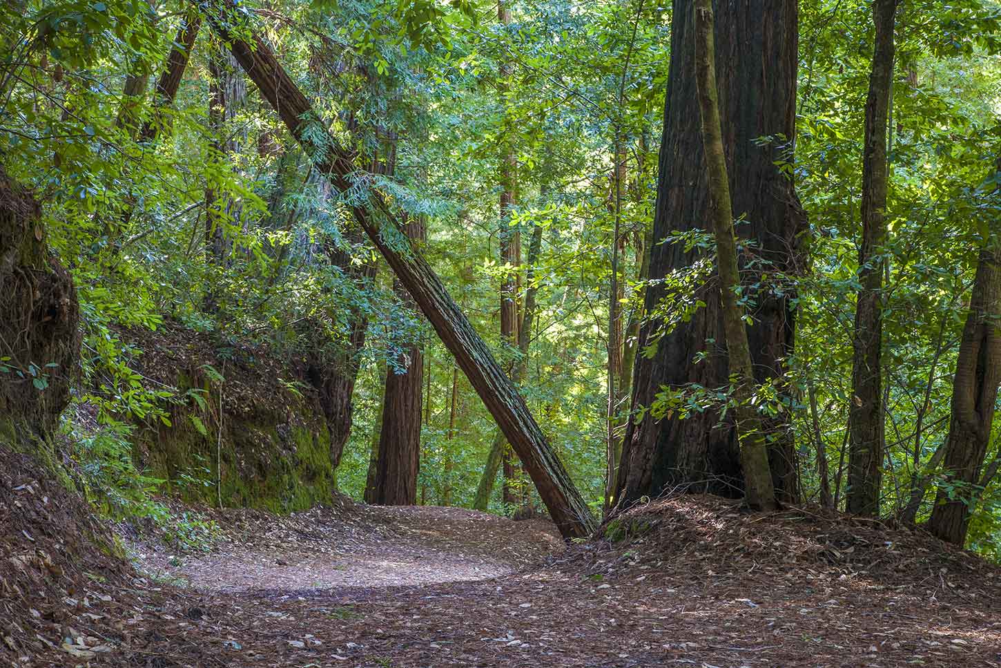 The Shadowbrook Trail, Big Basin Redwoods State Park