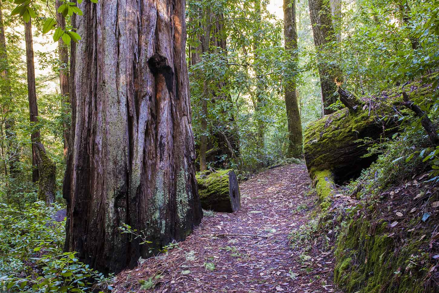 The Shadowbrook Trail, Big Basin Redwoods State Park