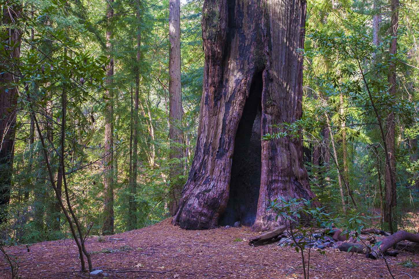 Big redwood on Vicente Flat, Los Padres National Forest, Big Sur