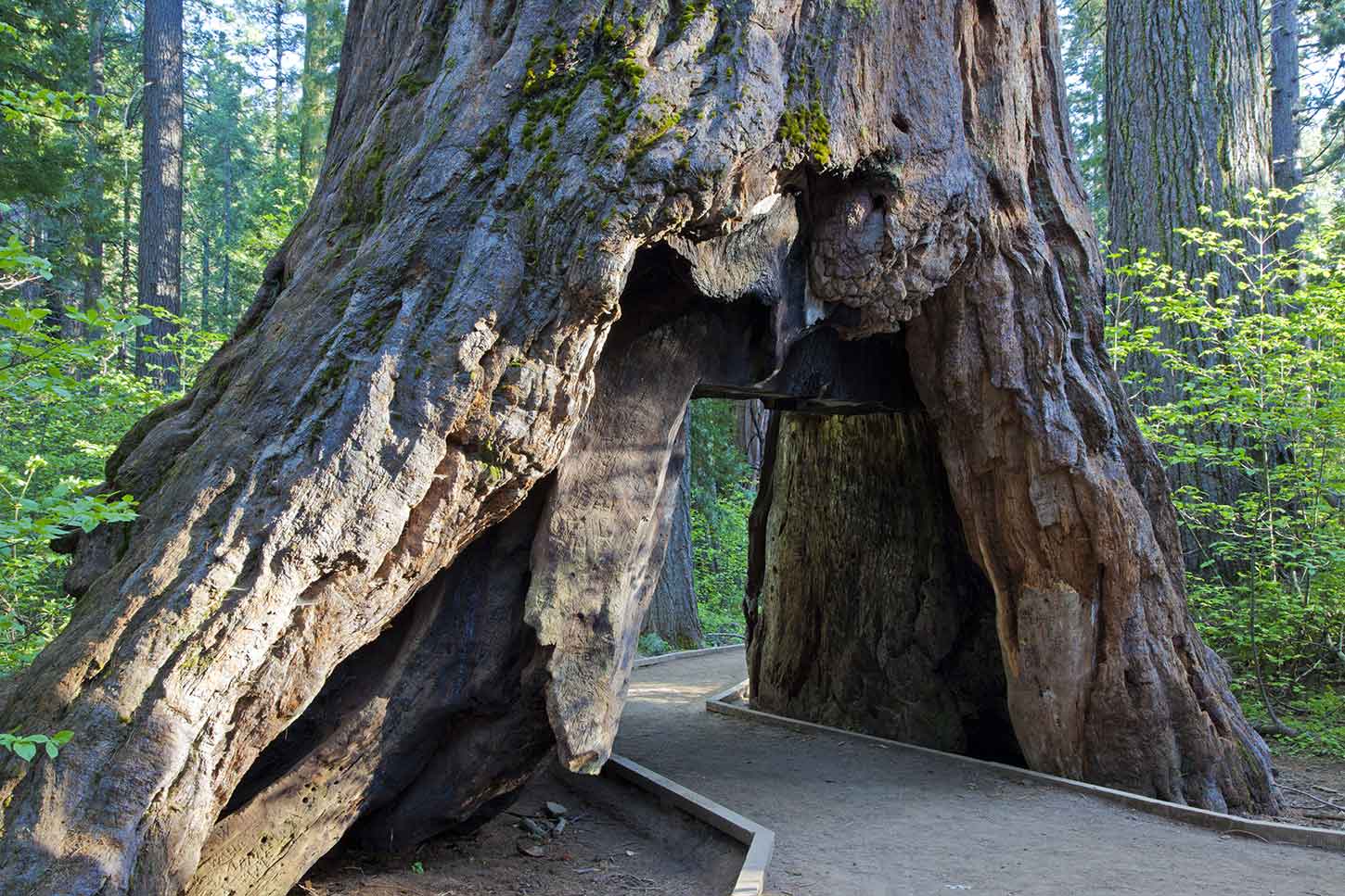 calaveras big tree state parkì ëí ì´ë¯¸ì§ ê²ìê²°ê³¼