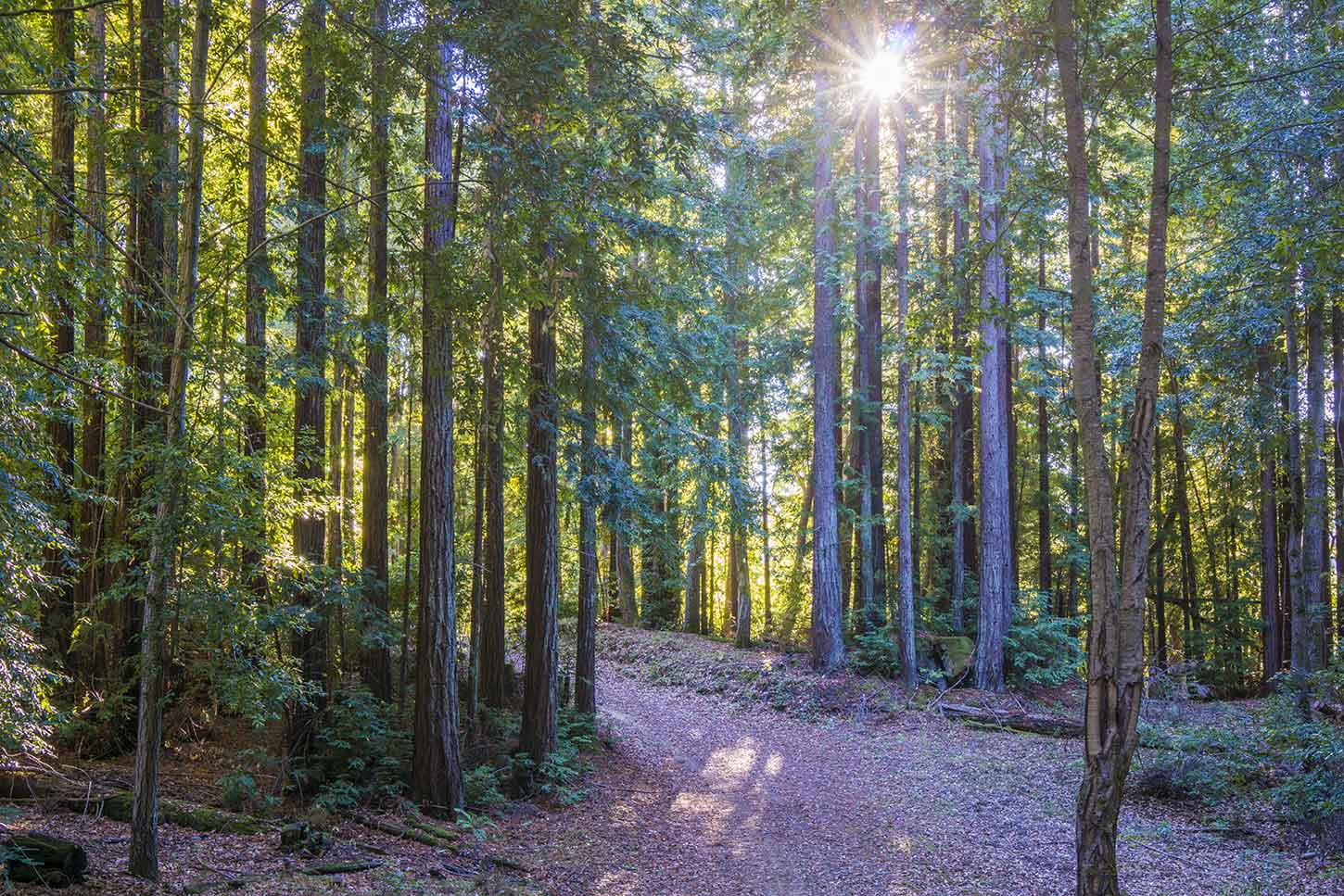 Soquel Demonstration State Forest
