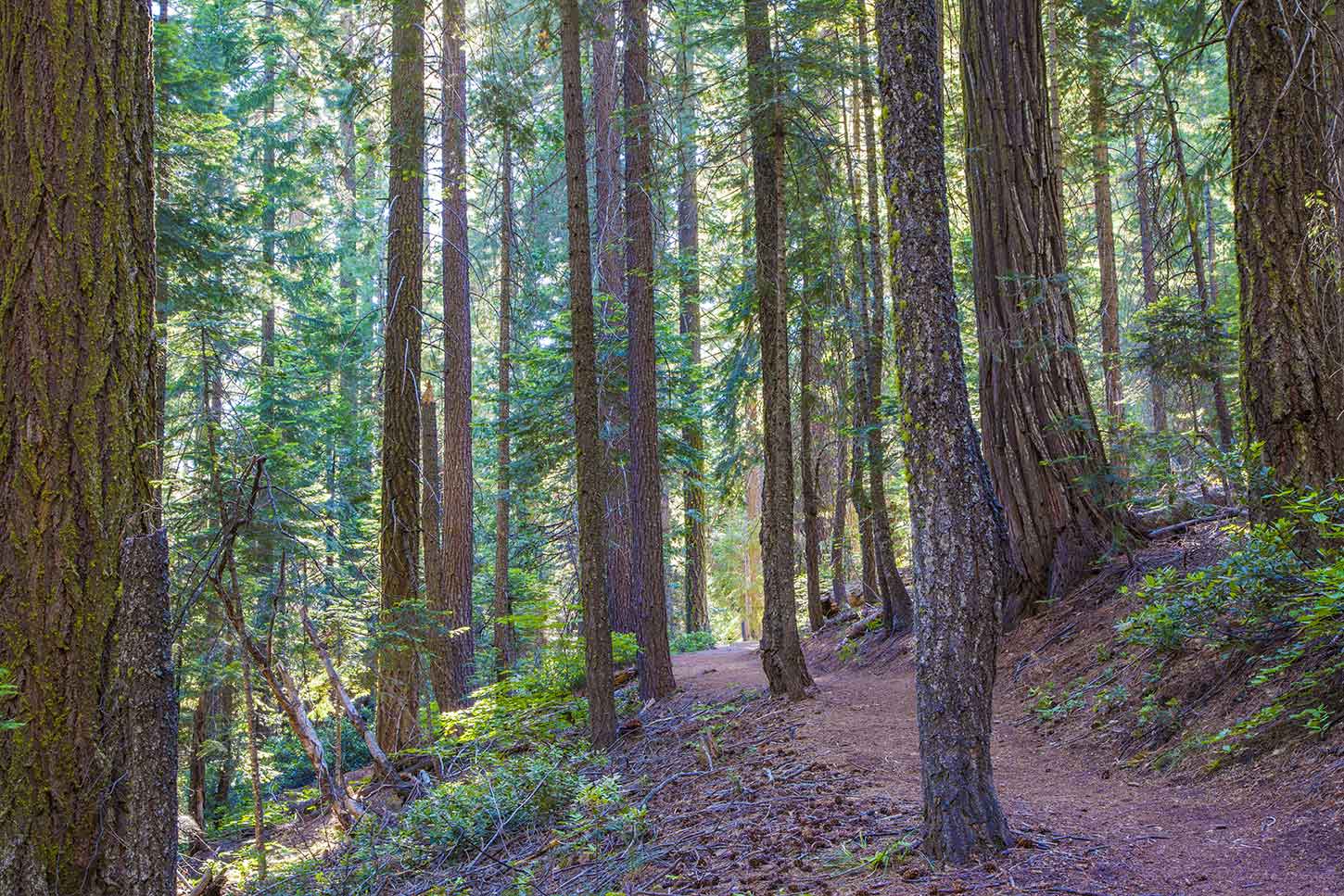 Big Trees Trail, Placer County Grove