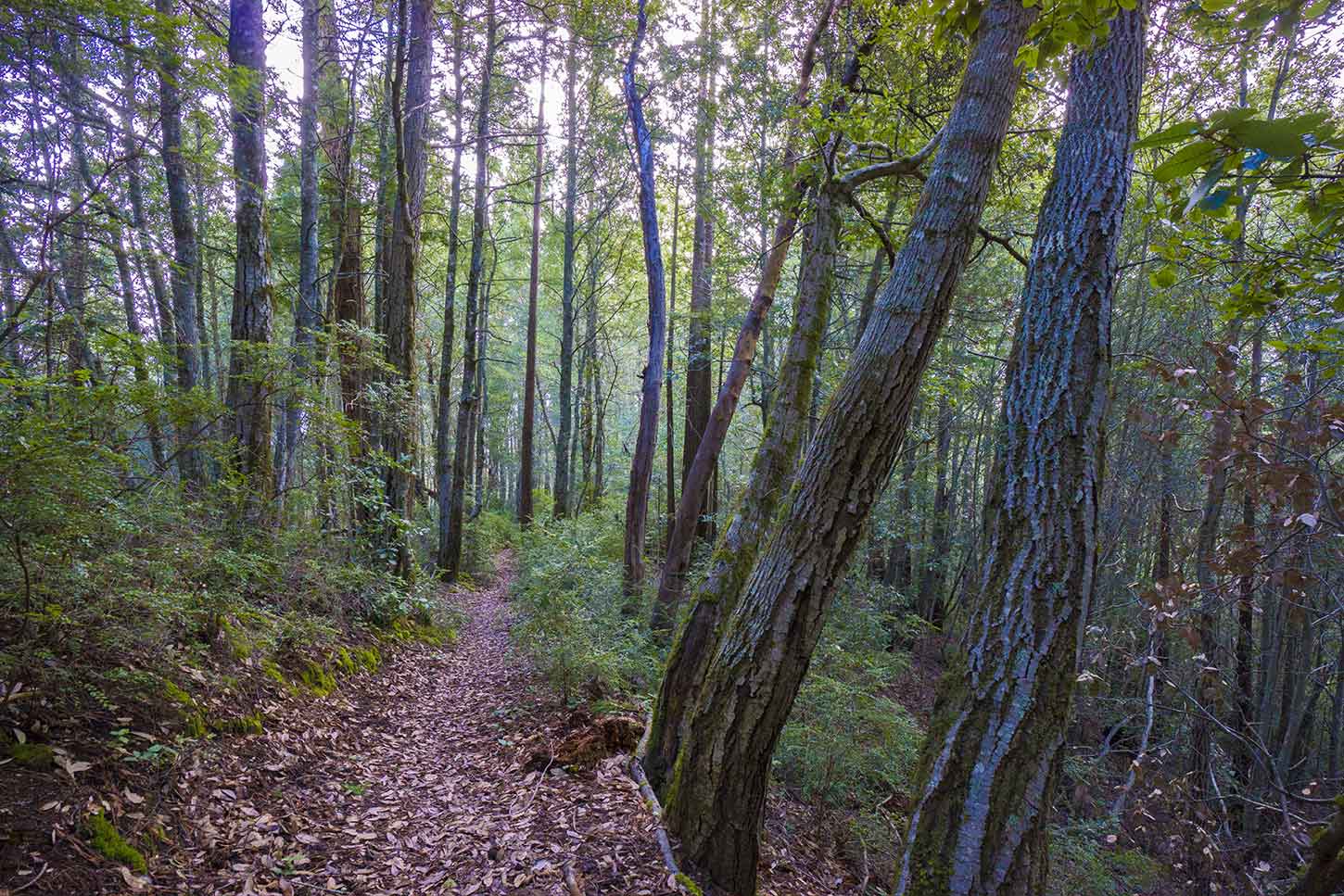 The Butano Ridge Trail in Pescadero Creek County Park