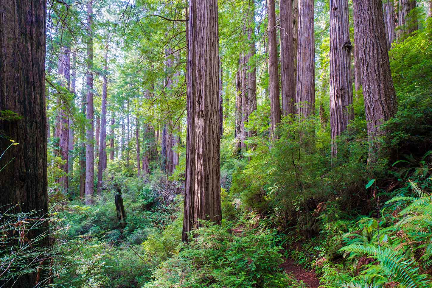 The Coastal Trail, Flint Ridge Section