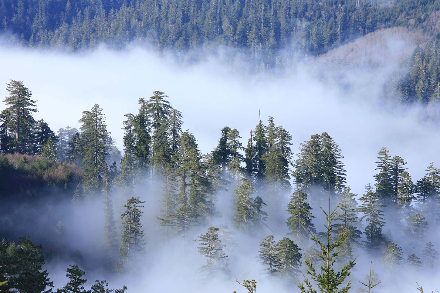 are dogs allowed in redwood national park california