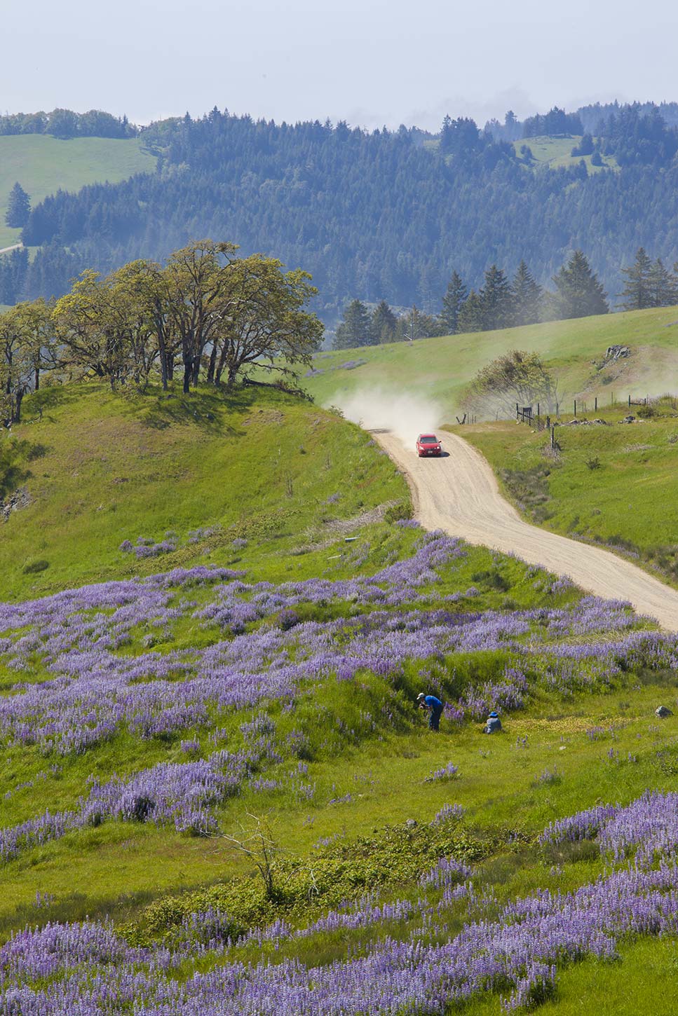 Lupine blooms on Bald Hills Road, May 2009