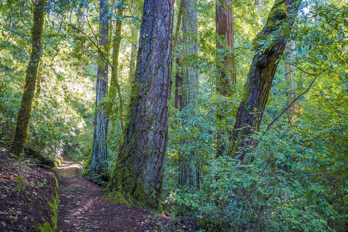 Redwood uplands on the Pine Mountain Trail, Big Basin Redwoods State Park