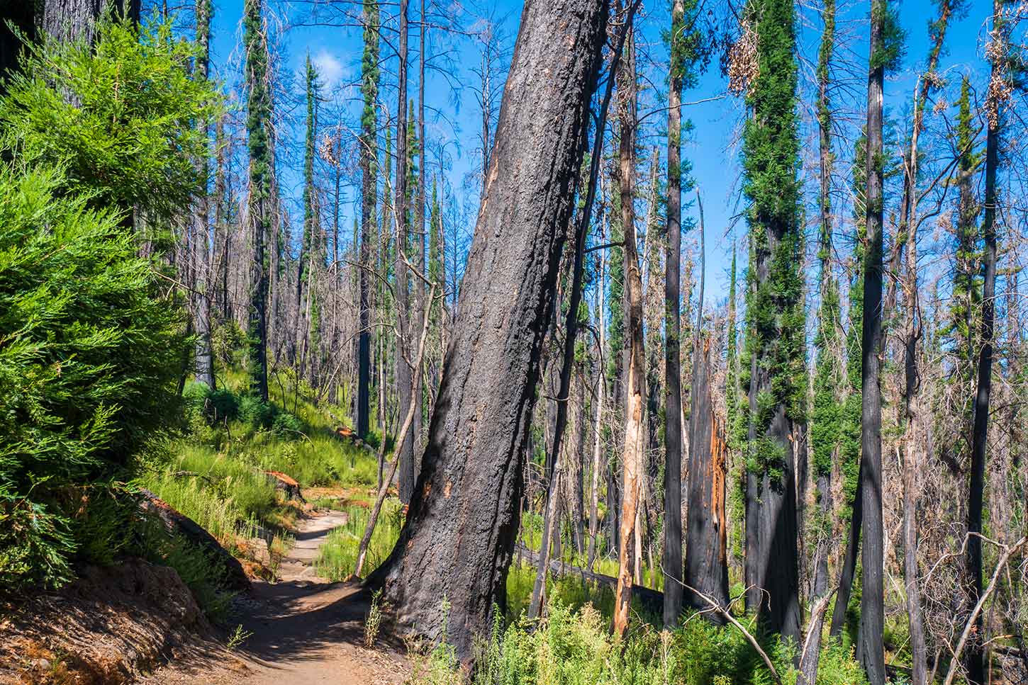 Dool Trail, Big Basin Redwoods State Park