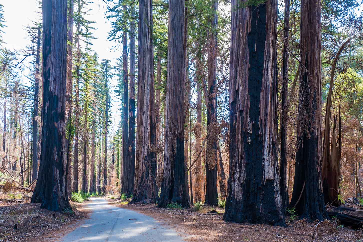 The Stanford Group in Big Basin Redwoods State Park