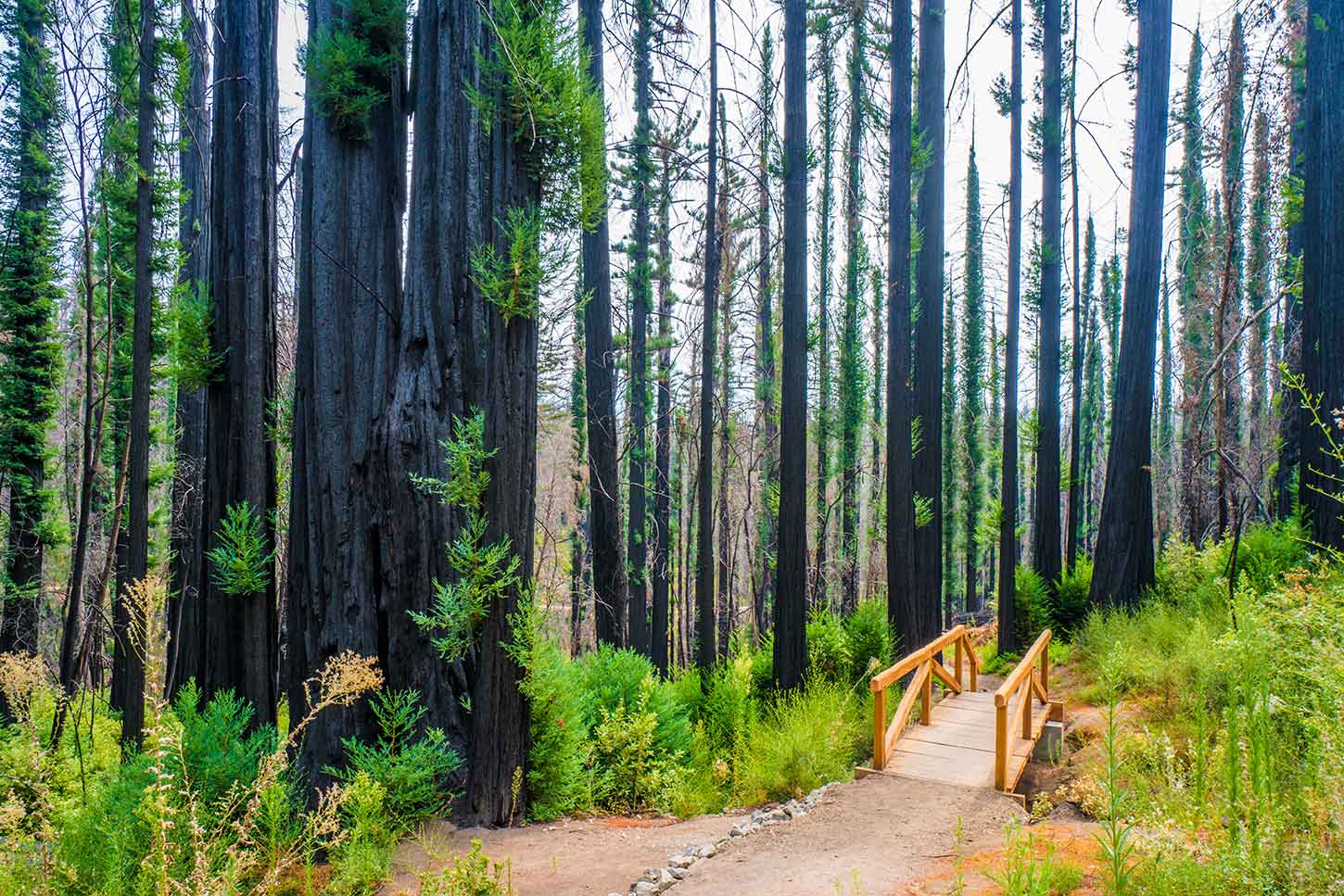 The Dool Trail in Big Basin Redwoods State Park