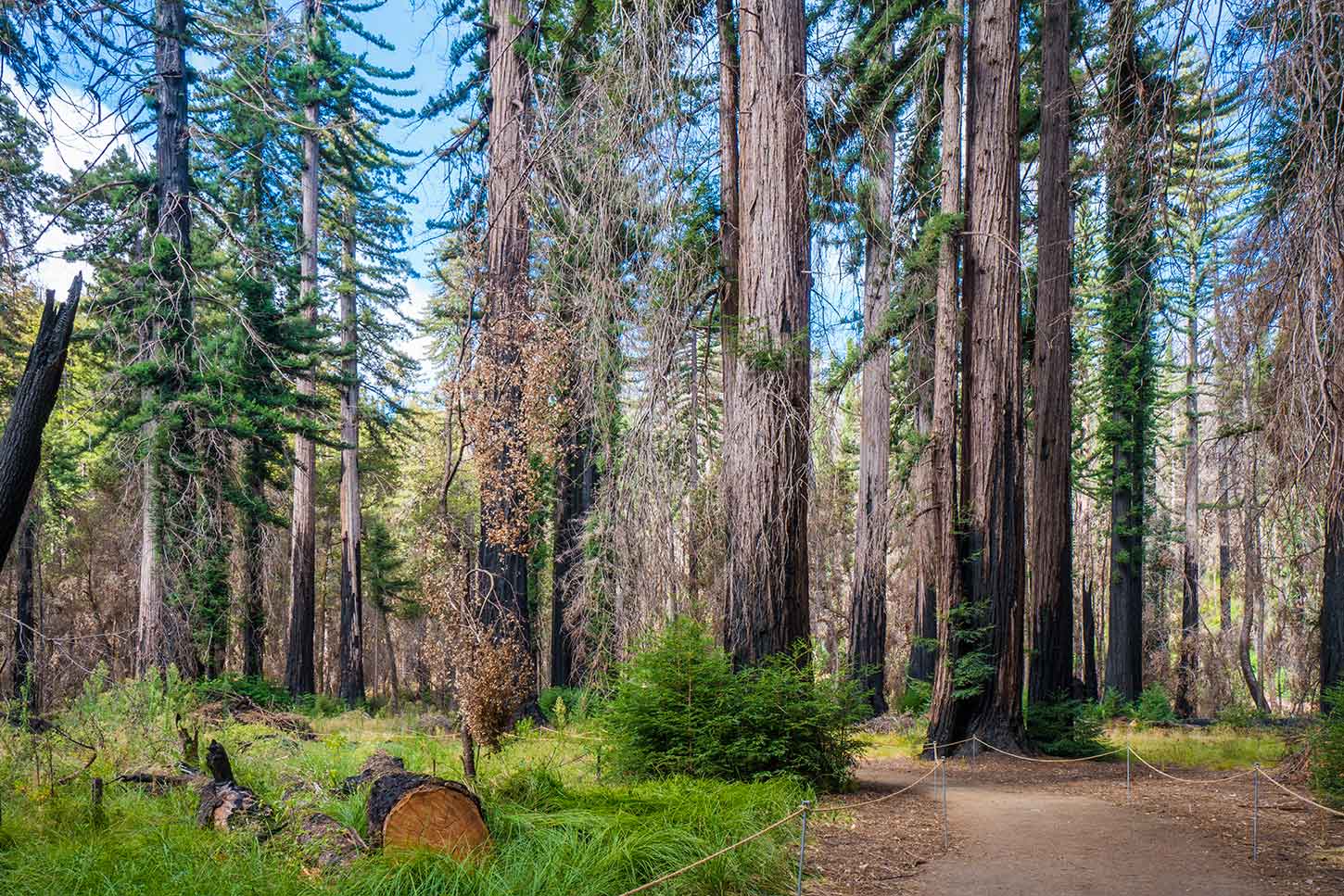 Redwood Nature Trail, Big Basin Redwoods State Park