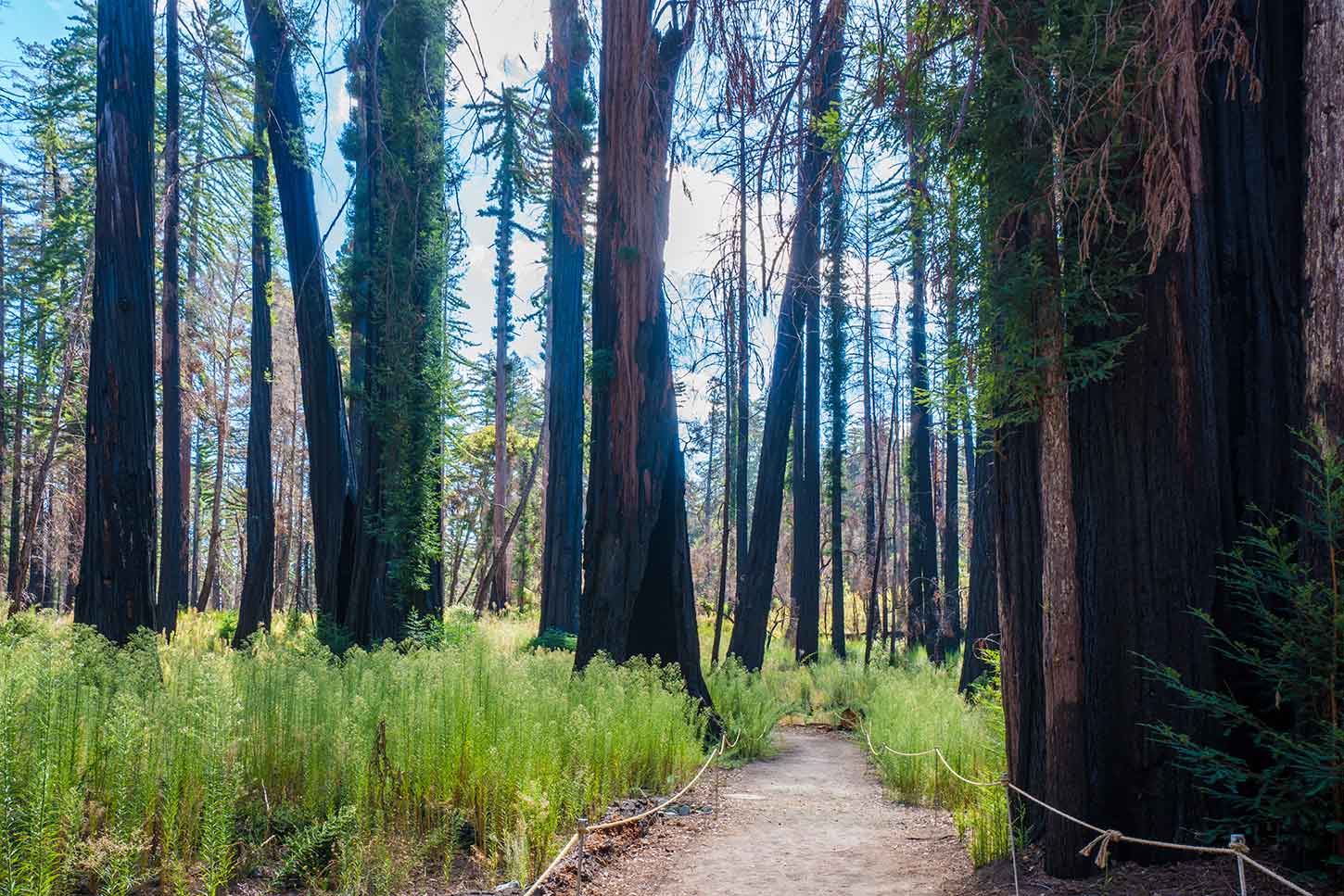 Redwood Nature Trail, Big Basin Redwoods State Park