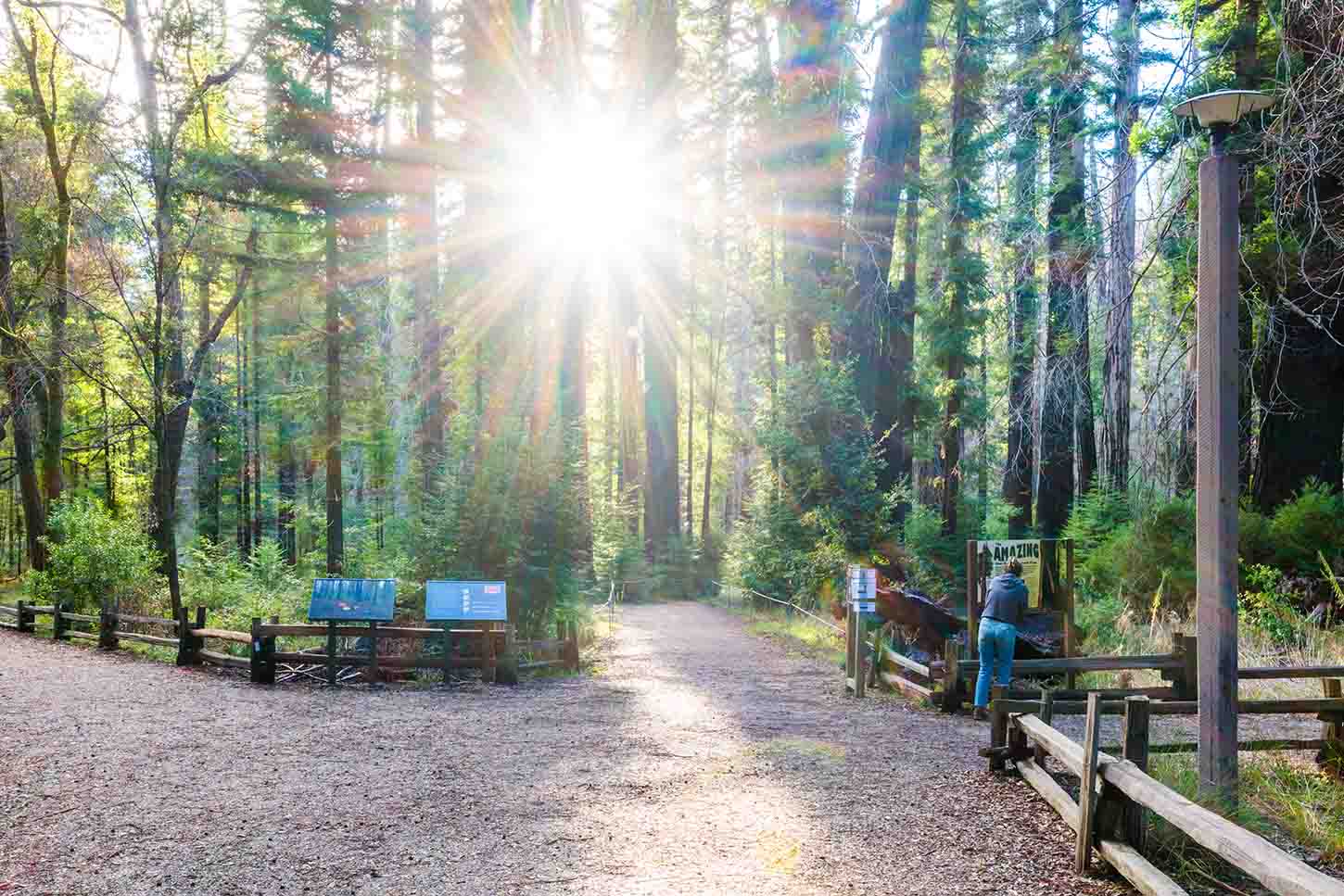 Redwood Nature Trail, Big Basin Redwoods State Park