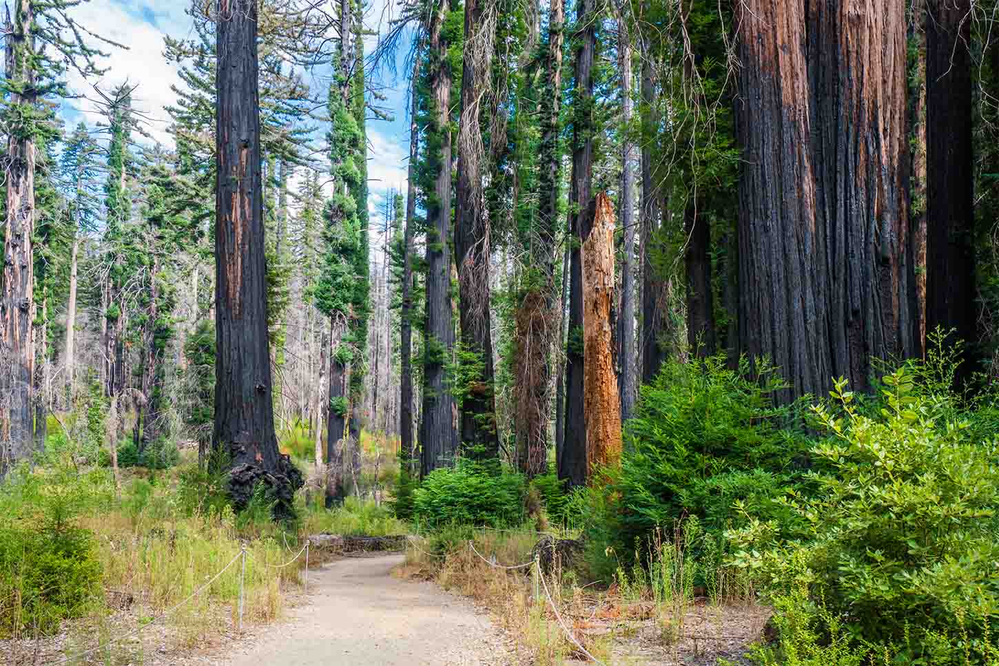 Redwood Nature Trail, Big Basin Redwoods State Park