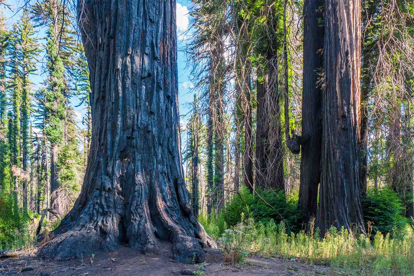 Father of the Forest Tree, Big Basin Redwoods State Park