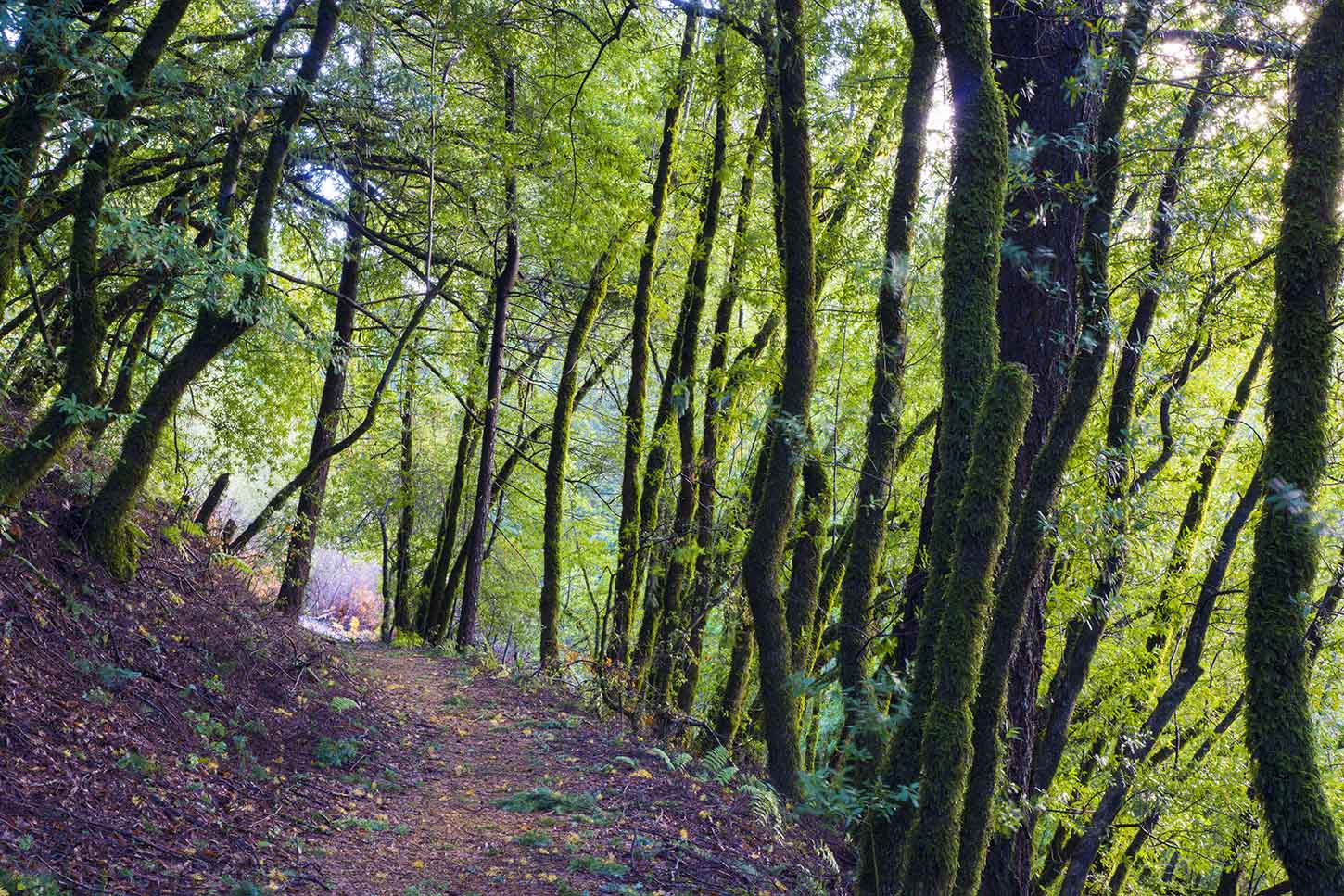 The Skyline-to-the-Sea Trail near Saratoga Gap