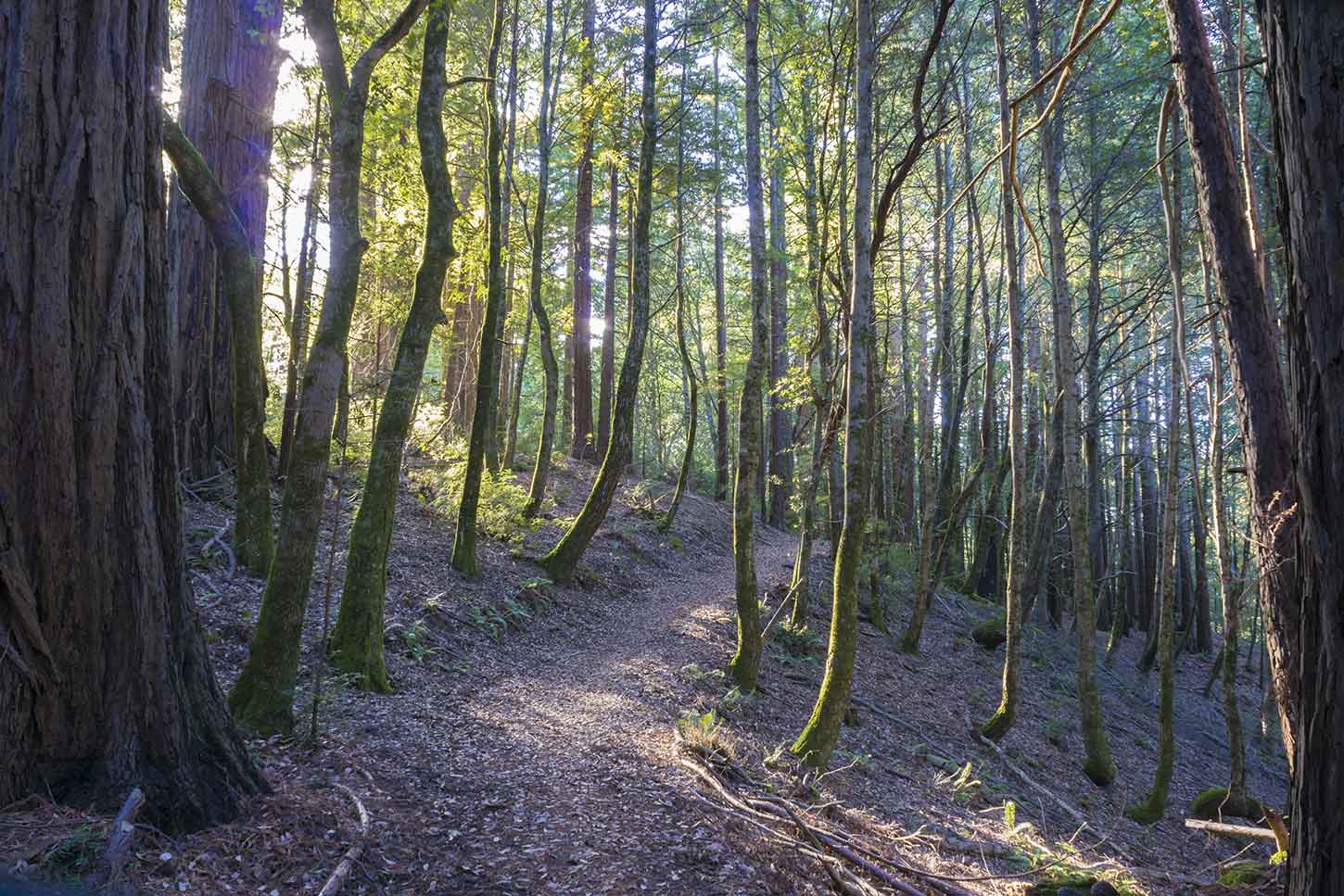 The Skyline-to-the-Sea Trail just south of Waterman Gap
