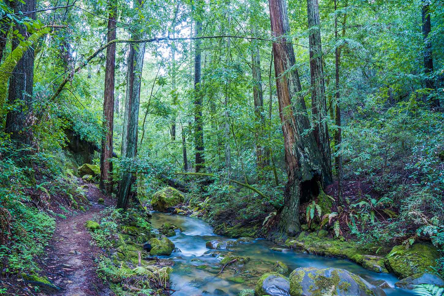 The Skyline-to-the-Sea Trail and Opal Creek