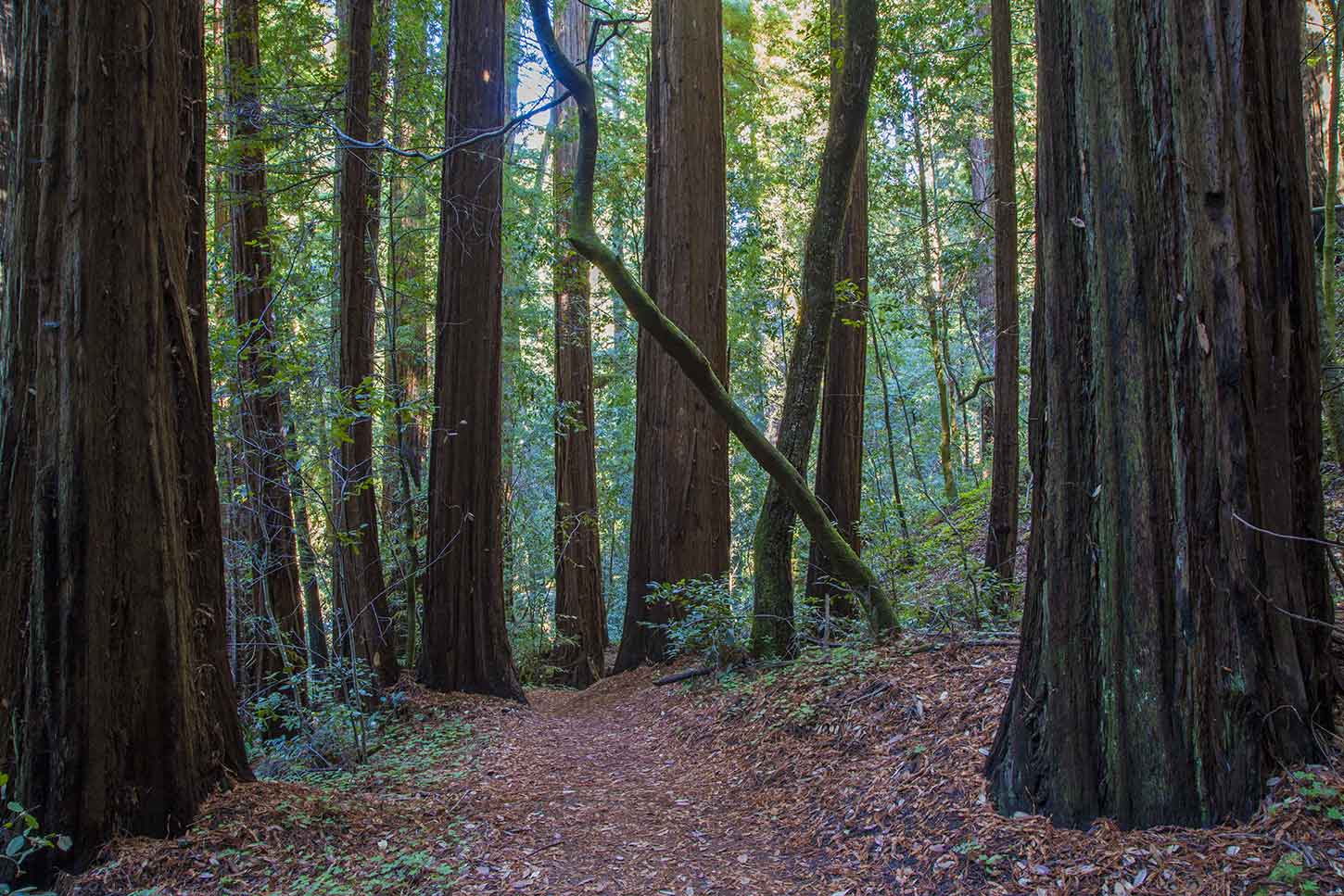 Old-growth redwoods on the Skyline-to-the-Sea Trail in Waddell Canyon
