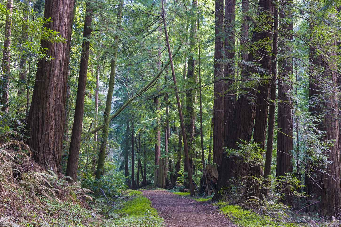 The Skyline-to-the-Sea Trail below Berry Creek Falls