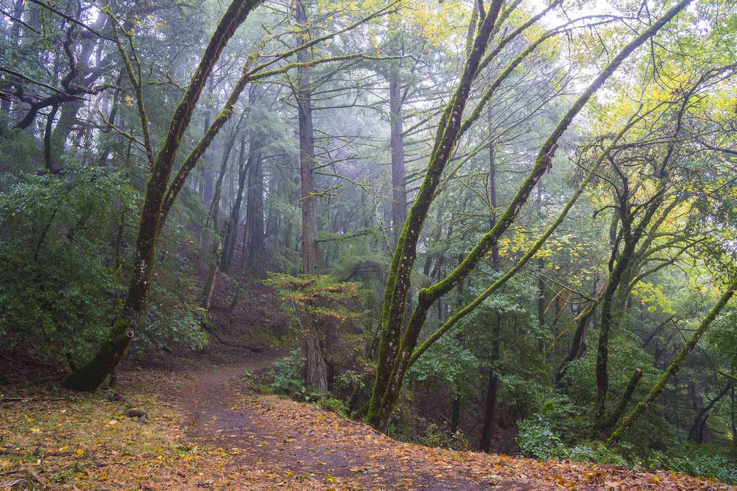 The Skyline-to-the-Sea Trail near Saratoga Gap