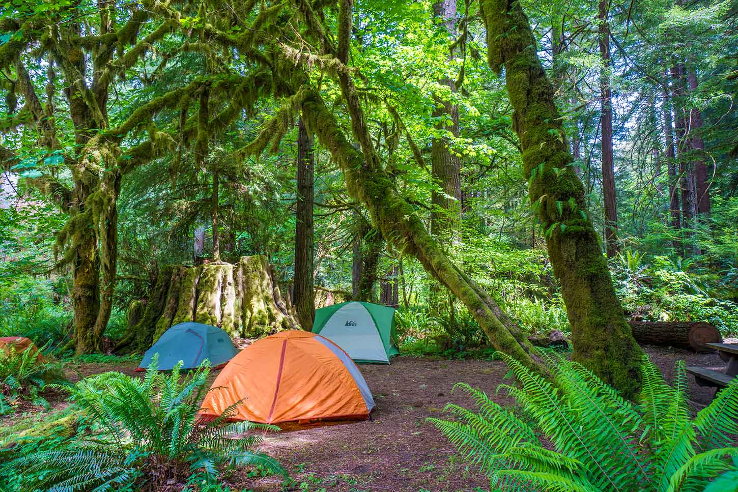 Del Norte Coast Redwoods SP