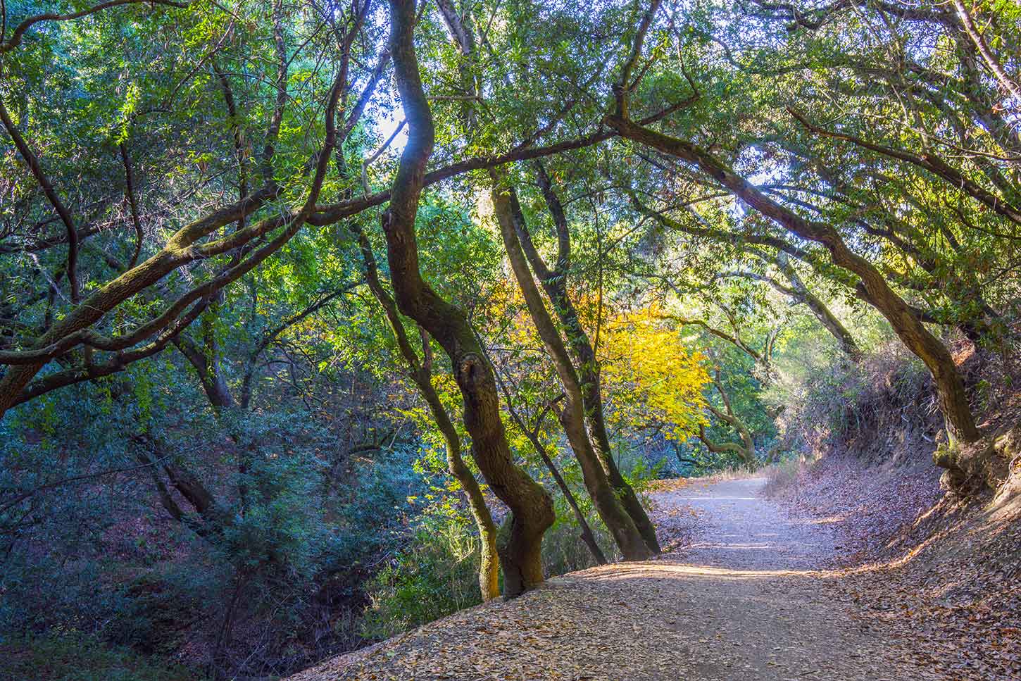 The Hayward Greenbelt