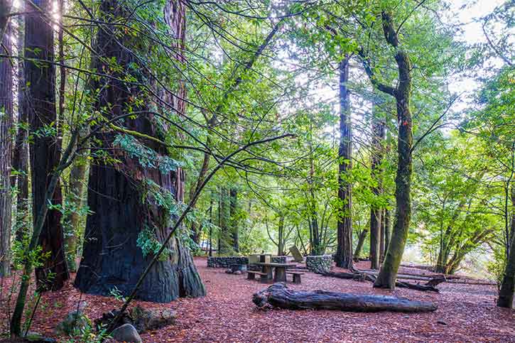 Jedediah Smith Campground