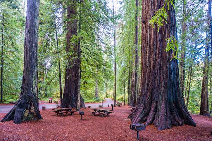 Jedediah Smith Campground