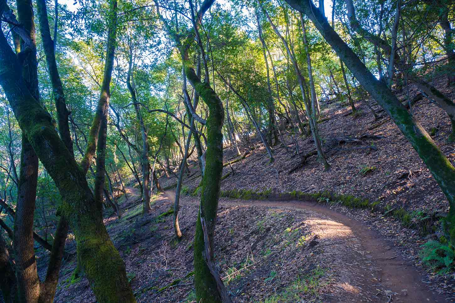 The Bay View and Shoreline Trails