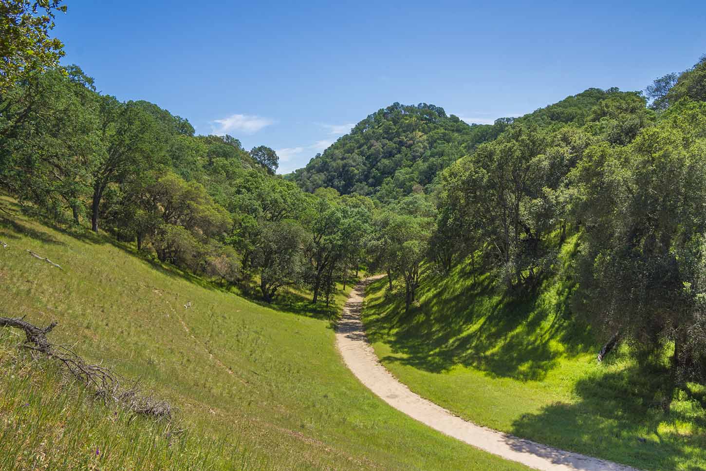 Diablo Foothills Regional Park: Pine Canyon