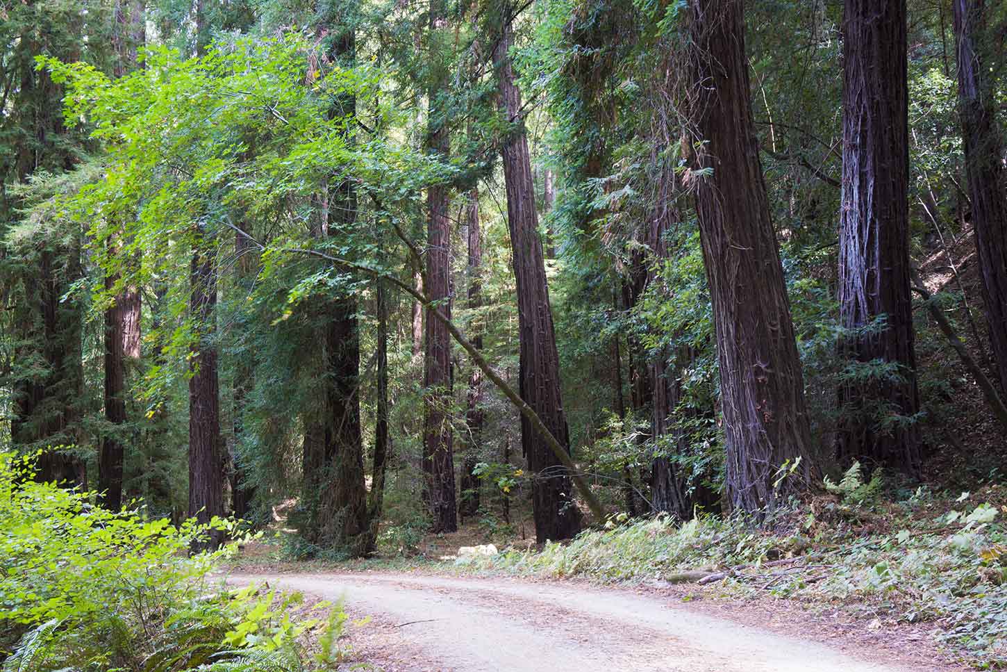 Soquel Demonstration State Forest