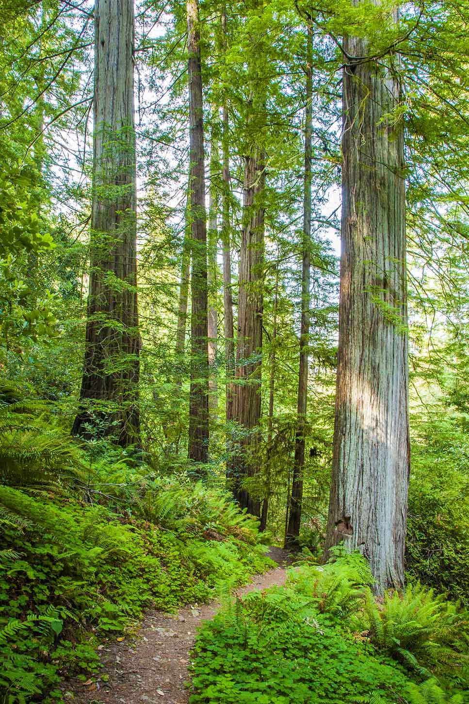 The Redwood Nature Trail, Siskiyou National Forest