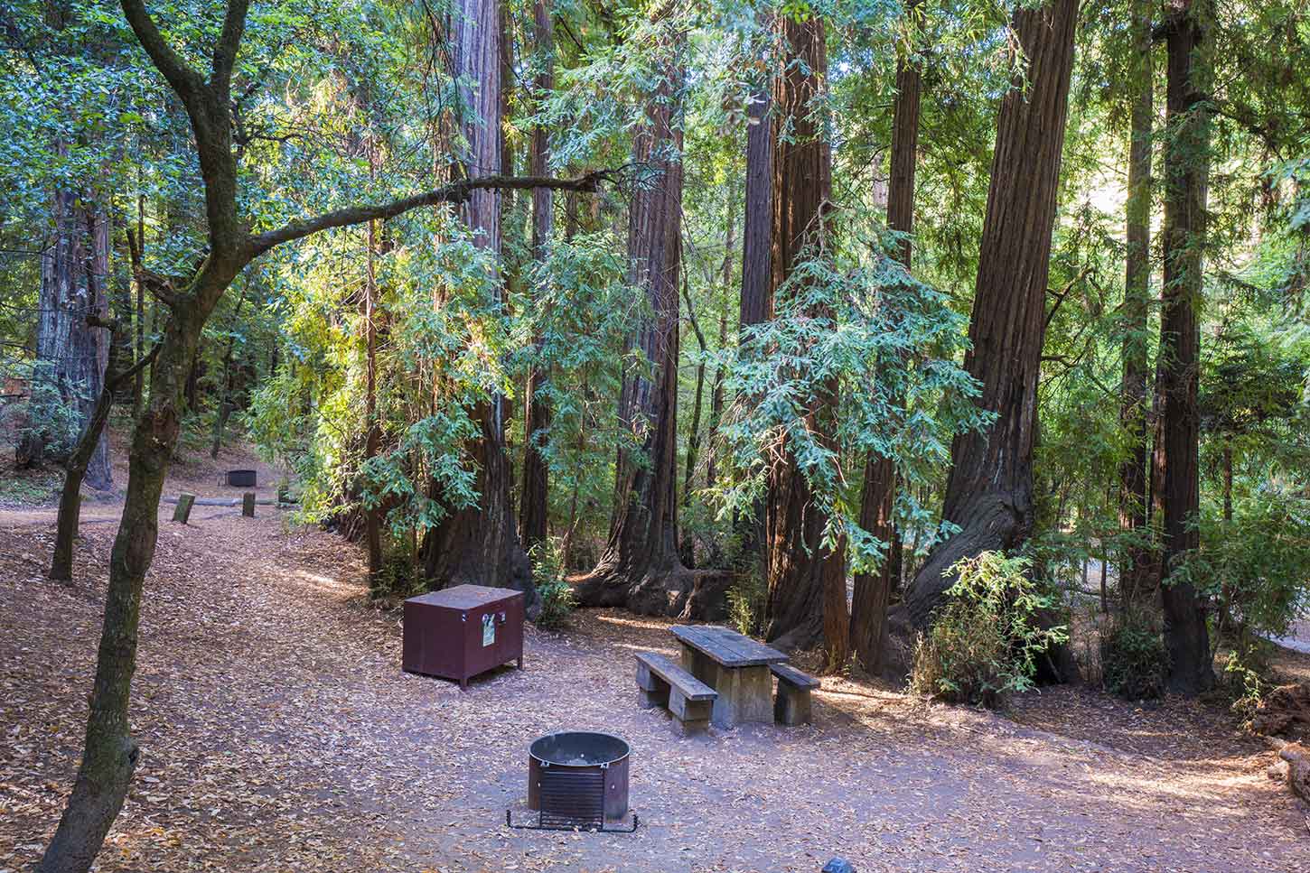 Portola Redwoods State Park Campground