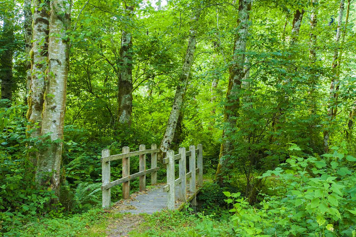 Old redwoods of the trail pass through forest | Amazing Hiking Trails You Have To See To Believe