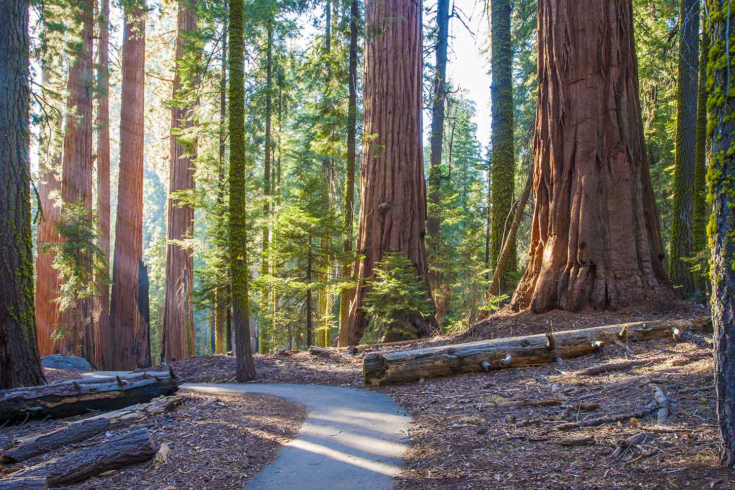 Día 11 - Entre gigantes - Sequoia National Park - When Dreams Comes True - Honeymoon - US West Coast (11)