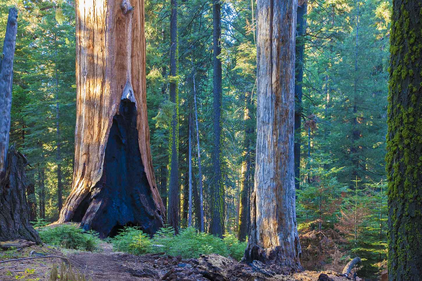 Día 11 - Entre gigantes - Sequoia National Park - When Dreams Comes True - Honeymoon - EEUU Costa Oeste - USA West Coast (12)