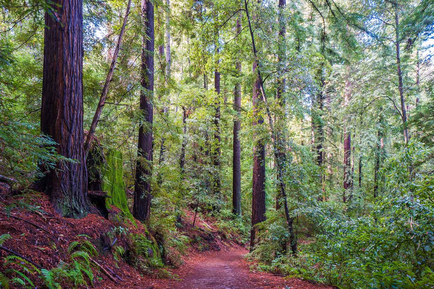 Bear Creek Redwoods Open Space Preserve