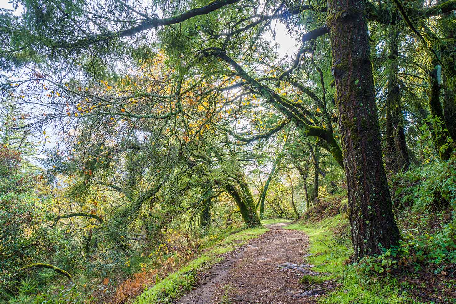 Bear Creek Redwoods Open Space Preserve