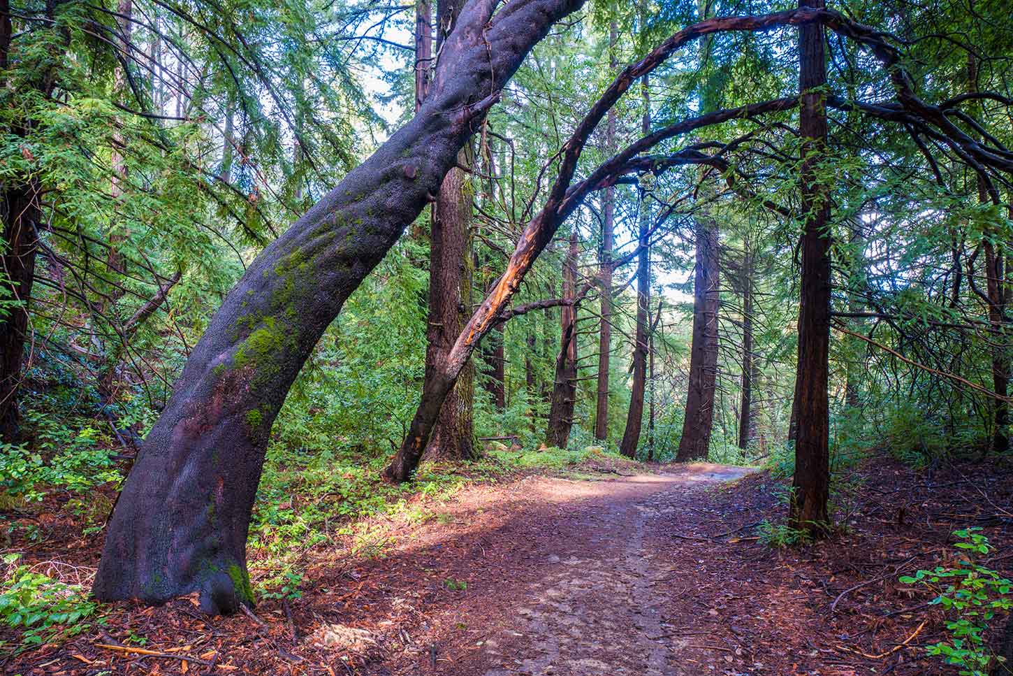 Bear Creek Redwoods Open Space Preserve