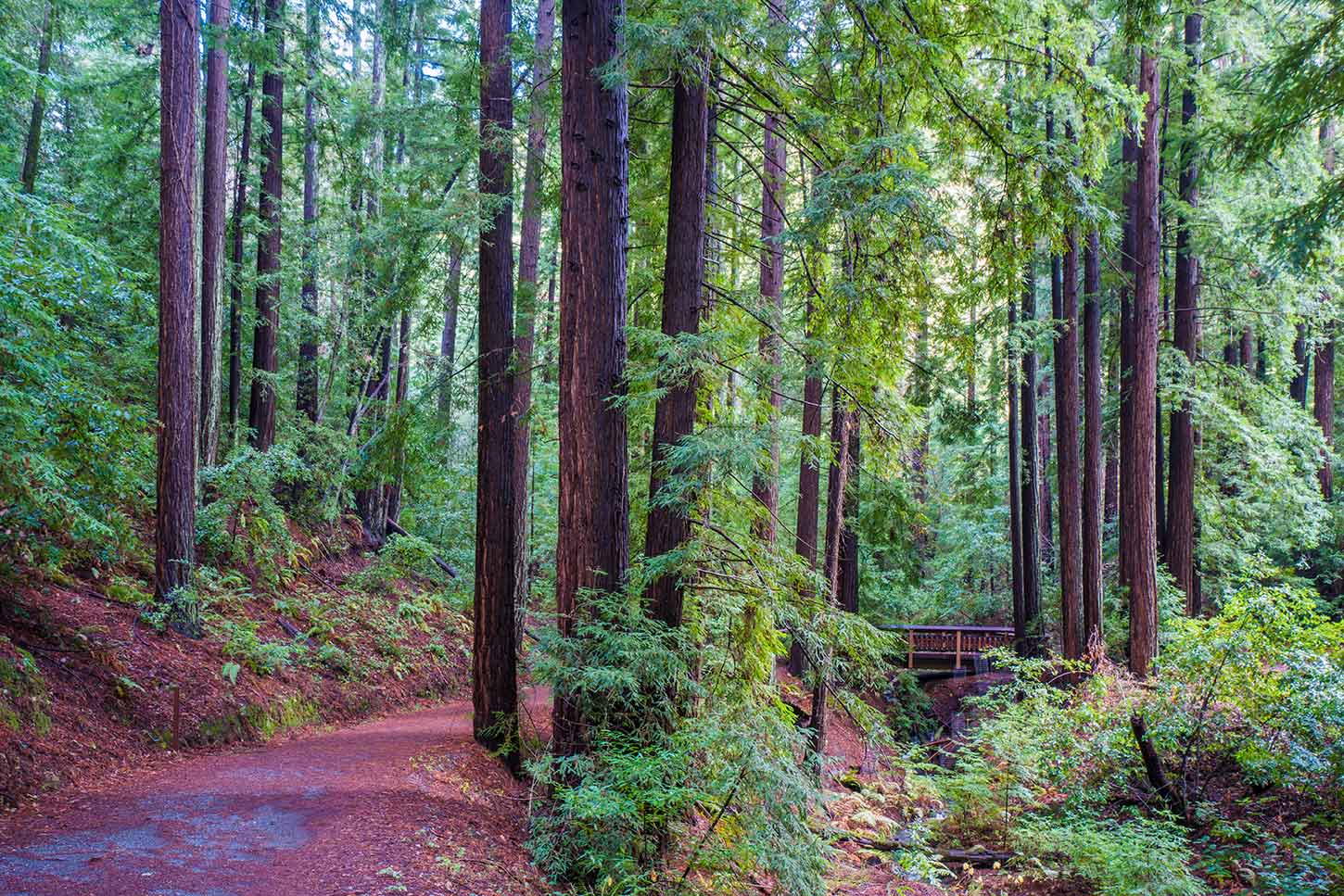 Bear Creek Redwoods Open Space Preserve