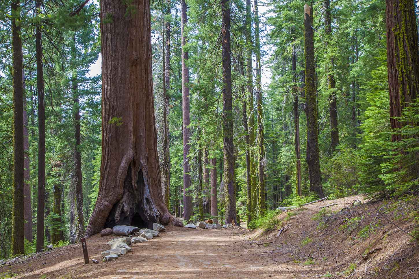 Секвойя природная зона северной америки. Национальный парк Йосемити роща Марипоса. Секвойя дерево. Калифорнийская Секвойя Гиперион. Йосемитский национальный парк секвойи.